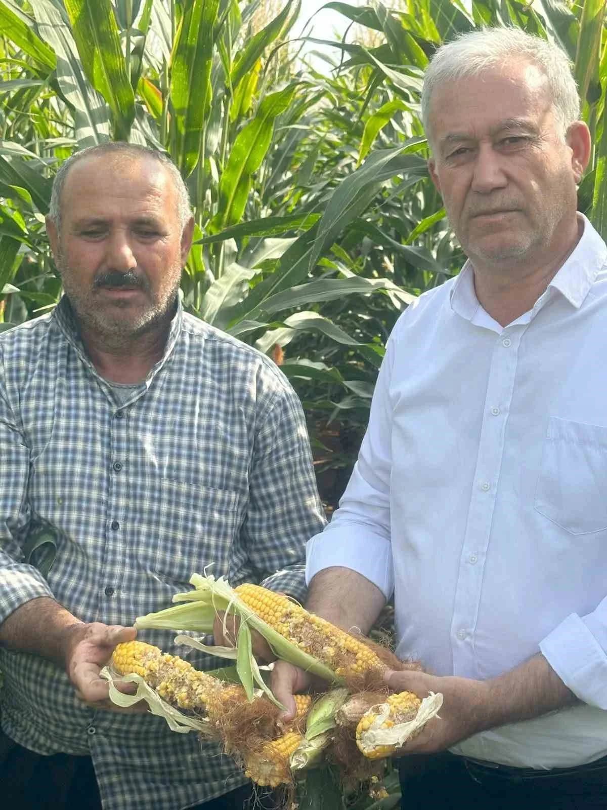 Altun, yaban domuzu uyarısı