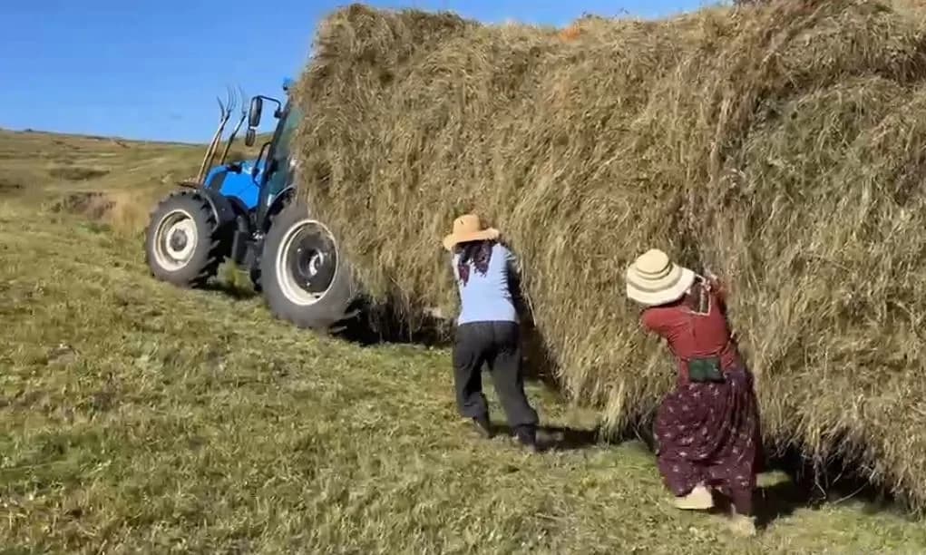 Ardahan’da çiftçiler tarlada kışlık yem hazırlığı için ot biçiyor ve ürünleri kurutuyor