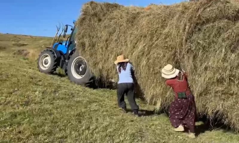 Ardahan’da çiftçiler tarlada kışlık yem hazırlığı için ot biçiyor ve ürünleri kurutuyor