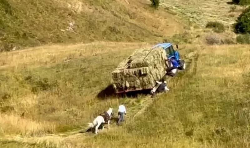 Kış aylarının uzun ve çetin geçtiği Ardahan'da besiciler, hayvanlarının kışlık yem ihtiyacını karşılamak için yoğun bir