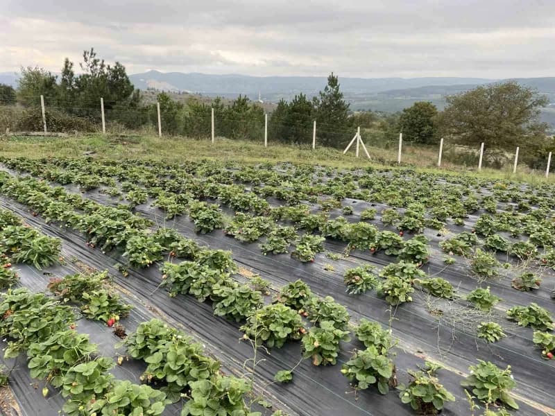 Samsun'un Kavak ilçesine gelerek 25 dönümlük arazisinde aronya ve Çilek yetiştiriyor.