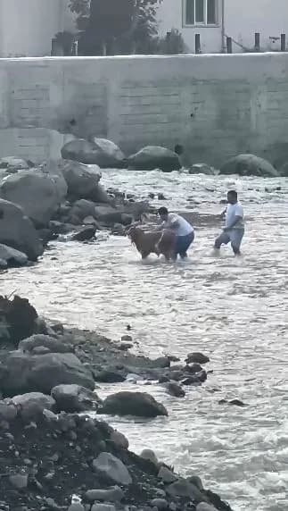 Artvin’de dereye düşerek akıntıya kapılan buzağı, vatandaşların müdahalesiyle kurtarıldı.