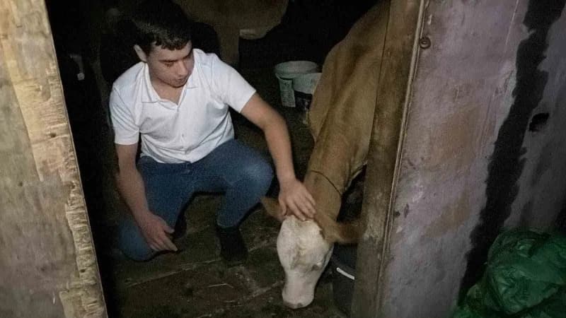 Artvin’de dereye düşerek akıntıya kapılan buzağı, vatandaşların müdahalesiyle kurtarıldı.