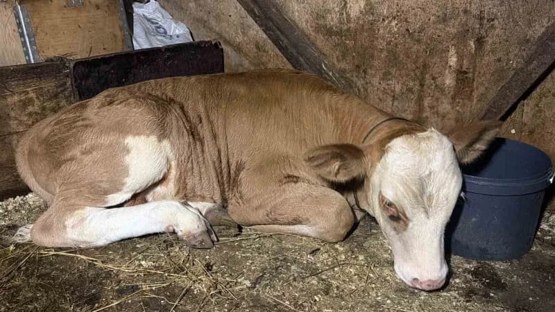 Artvin Kemalpaşa'da dere akıntısına kapılan buzağıyı vatandaşlar kurtarıyor