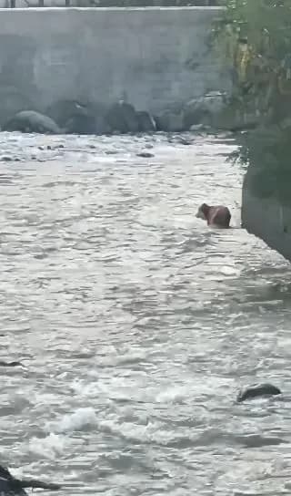 Artvin’de dereye düşerek akıntıya kapılan buzağı, vatandaşların müdahalesiyle kurtarıldı.