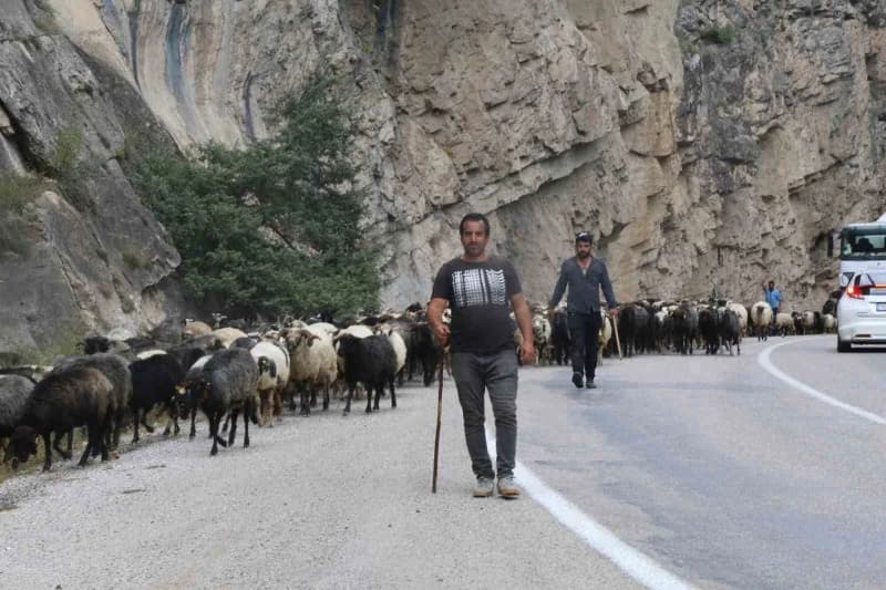 Artvin’in Bilbilan Yaylası’nda yaz aylarını geçiren besiciler, havaların soğumasıyla birlikte sürüleriyle alçak rakımlı