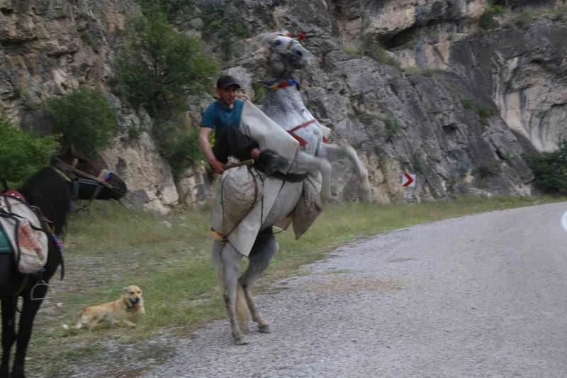 Artvin’in Bilbilan Yaylası’nda yaz aylarını geçiren besiciler, havaların soğumasıyla birlikte sürüleriyle alçak rakımlı