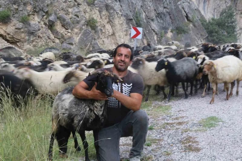 Artvin’in Bilbilan Yaylası’nda yaz aylarını geçiren besiciler, havaların soğumasıyla birlikte sürüleriyle alçak rakımlı