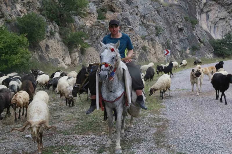 Artvin’in Bilbilan Yaylası’nda yaz aylarını geçiren besiciler, havaların soğumasıyla birlikte sürüleriyle alçak rakımlı