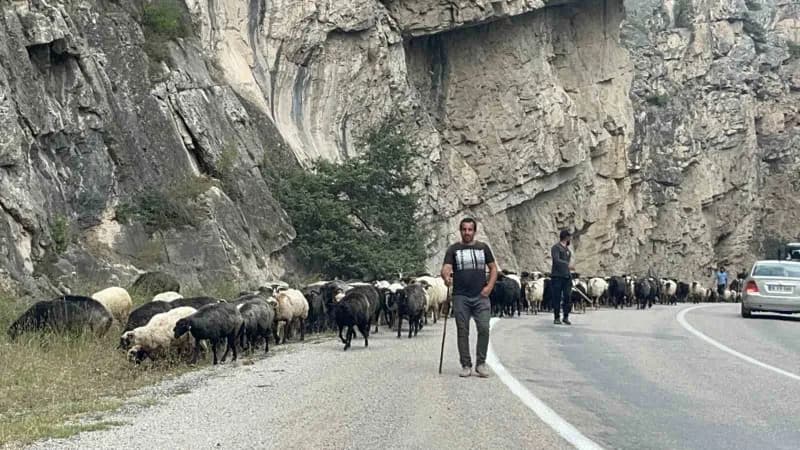 Artvin Bilbilan Yaylası’ndan alçak rakımlı meralara dönüş yapan küçükbaş hayvan sürüsü