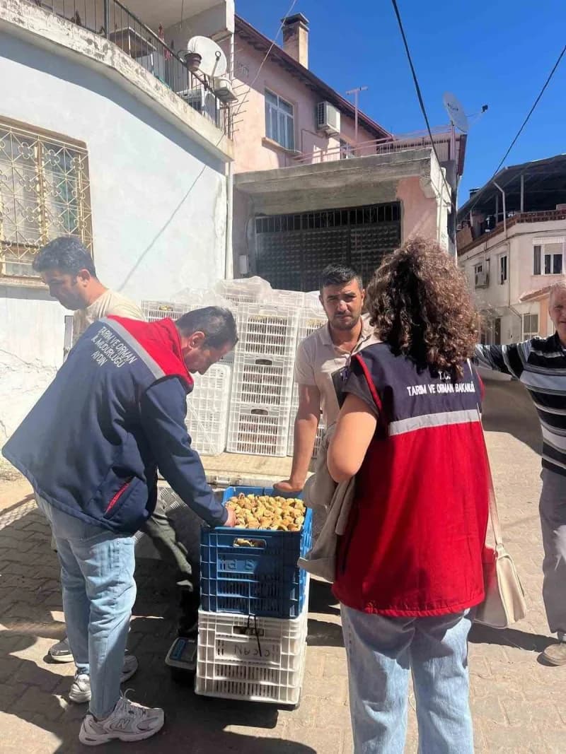 Aydın'ın önemli tarımsal ürünlerinden olan ve Avrupa Birliği tarafından tescilli coğrafi işarete sahip Aydın incirinin k