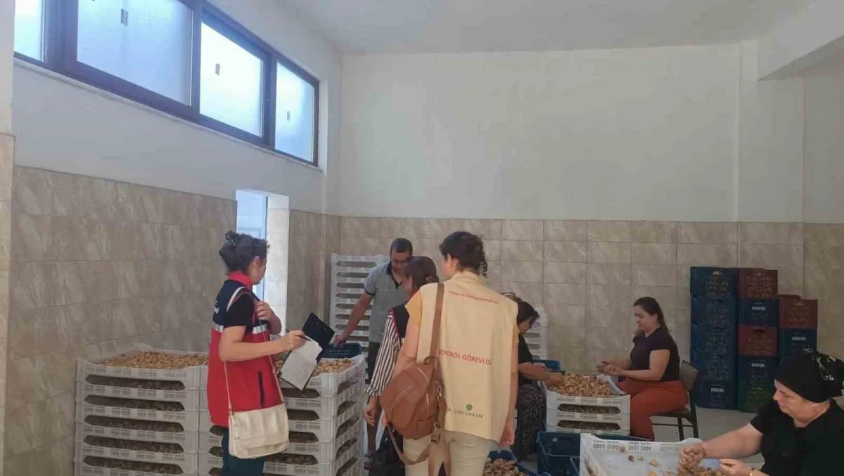 Bozdoğan’da Aydın incirinin kalite ve güvenilirliği için saha denetimi yapan Tarım ve Orman Müdürlüğü ekipleri