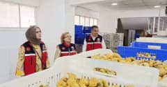 Aydın’da incir depolama ve paketleme tesislerinde kalite ve hijyen denetimi yapılıyor