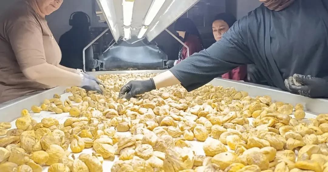 Aydın’ın dünyaca ünlü ve tescilli ürünü incirin kalite, Gıda güvenilirliği ve ihracat standartlarının korunması amacıyla