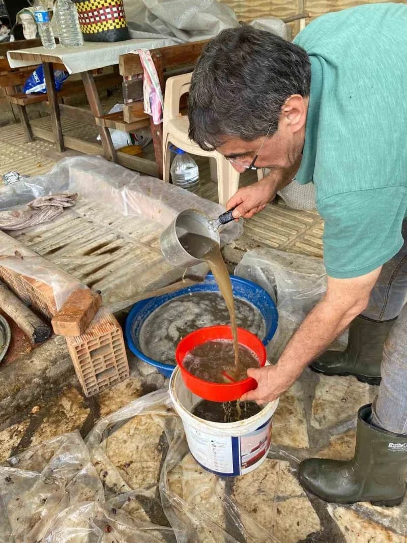 Aydın’da güz dönemi başlamasıyla birlikte üzümler sıkılıp şıraları kaynatılmaya başladı. Fabrikalarda son teknoloji ile