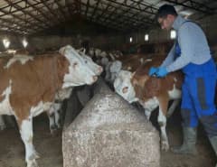 Bayburt Aydıntepe ilçesinde veteriner hekimler tarafından büyükbaş hayvanlara şap aşısı uygulanıyor
