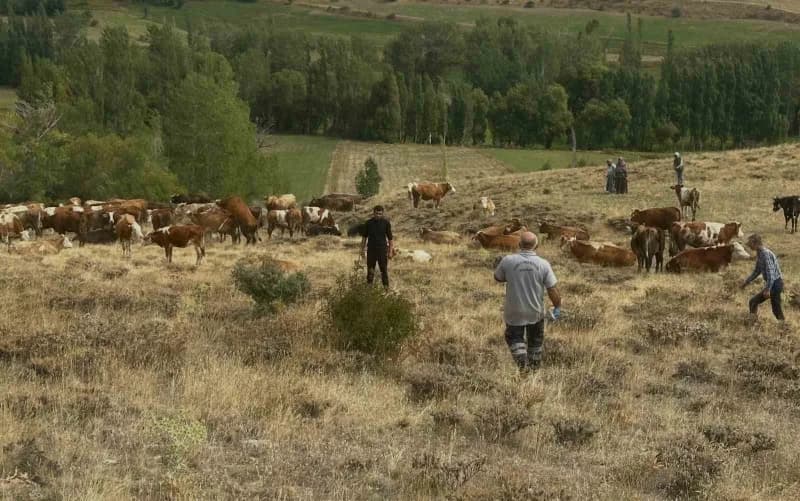 Aydıntepe’de hayvan yetiştiricilerine yonca zehirlenmesi uyarısı