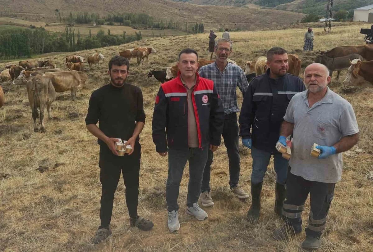 Bayburt Aydıntepe’de yonca tarlasında otlatılan büyükbaş hayvanlar