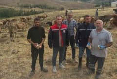 Bayburt Aydıntepe’de yonca tarlasında otlatılan büyükbaş hayvanlar