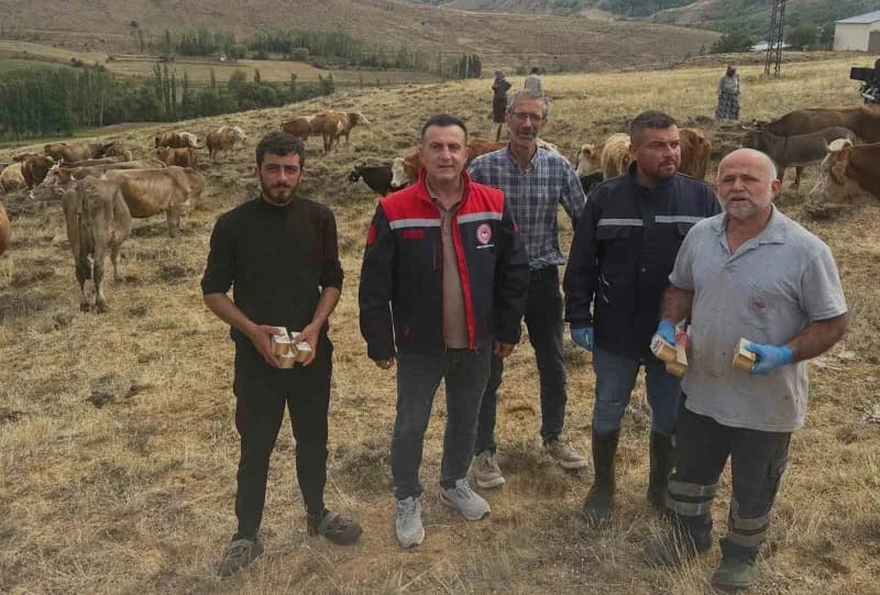 Bayburt Aydıntepe’de yonca tarlasında otlatılan büyükbaş hayvanlar