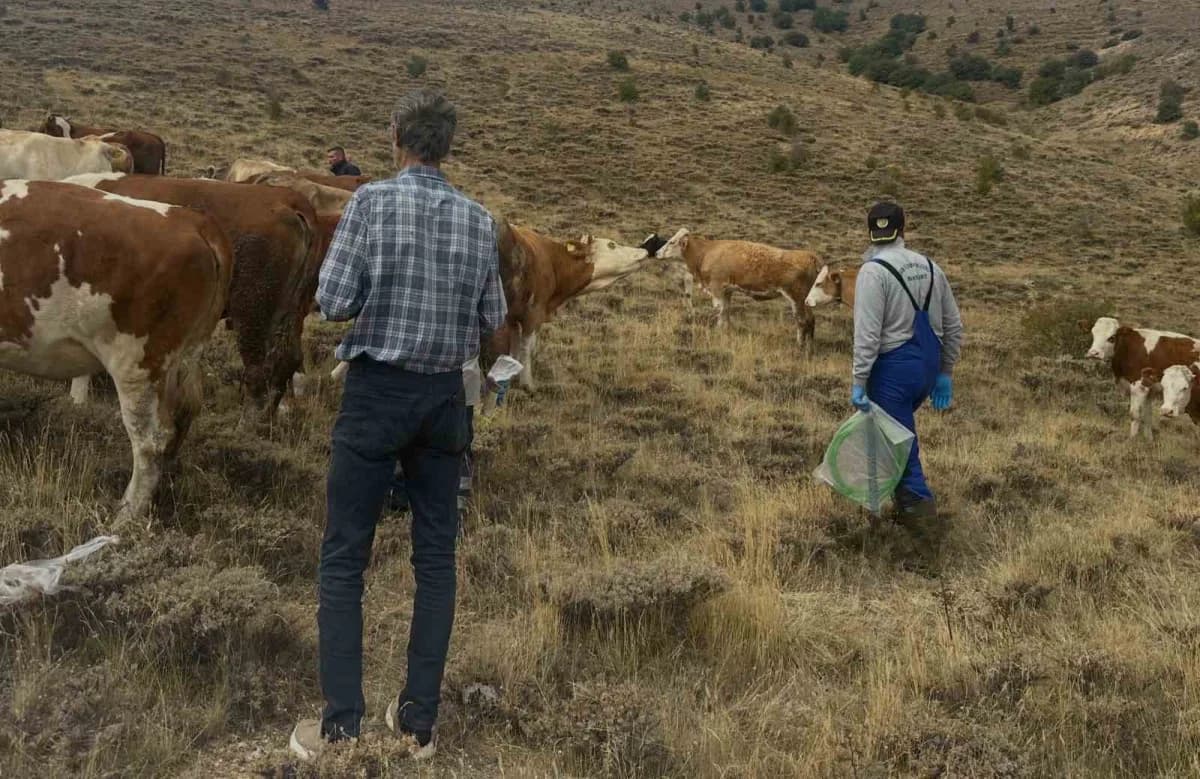 Aydıntepe’de hayvan yetiştiricilerine yonca zehirlenmesi uyarısı