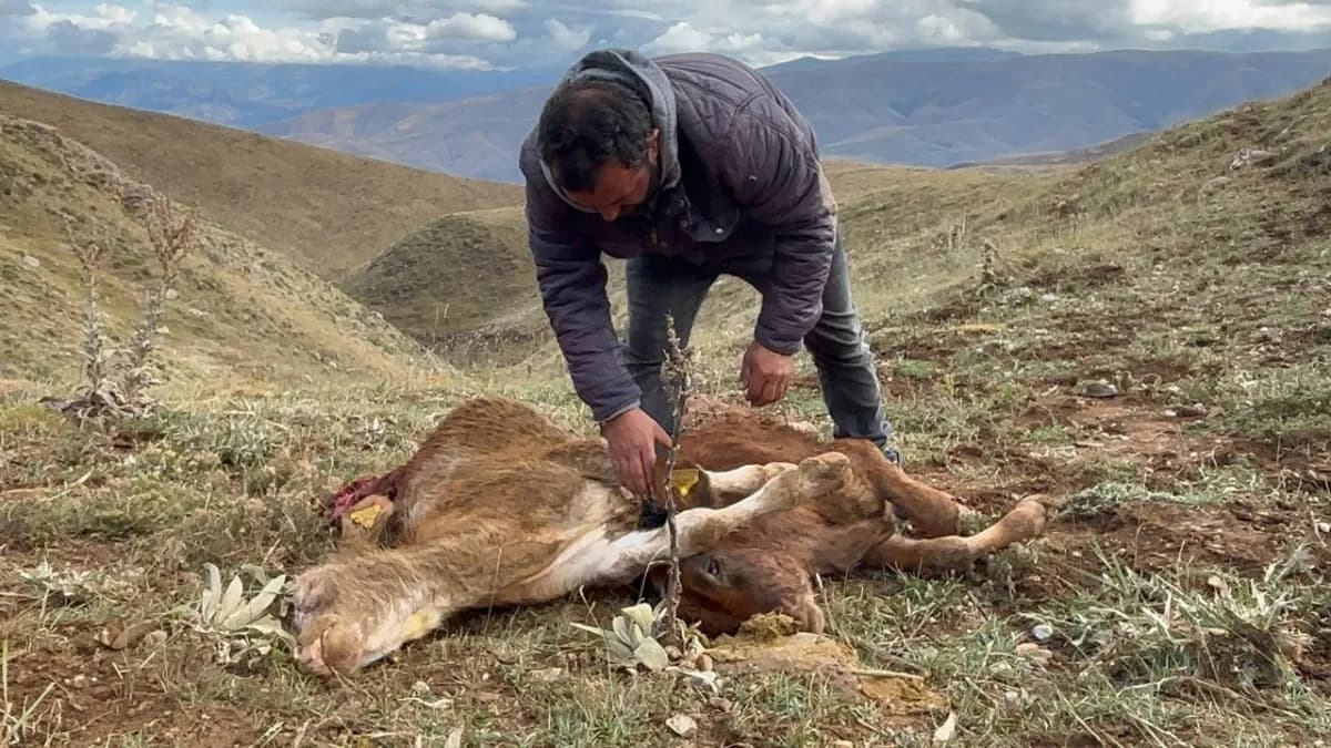 Erzincan’ın merkeze bağlı Koçyatağı köyünde merada otlayan büyükbaş hayvanlara ayının saldırması sonucu 2 buzağı telef o