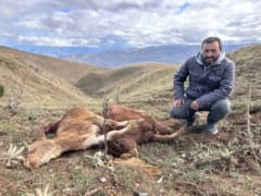 Erzincan Koçyatağı köyünde ayı saldırısı sonrası telef olan buzağının başında bekleyen anne inek