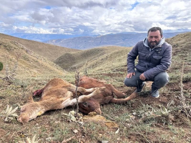 Erzincan Koçyatağı köyünde ayı saldırısı sonrası telef olan buzağının başında bekleyen anne inek