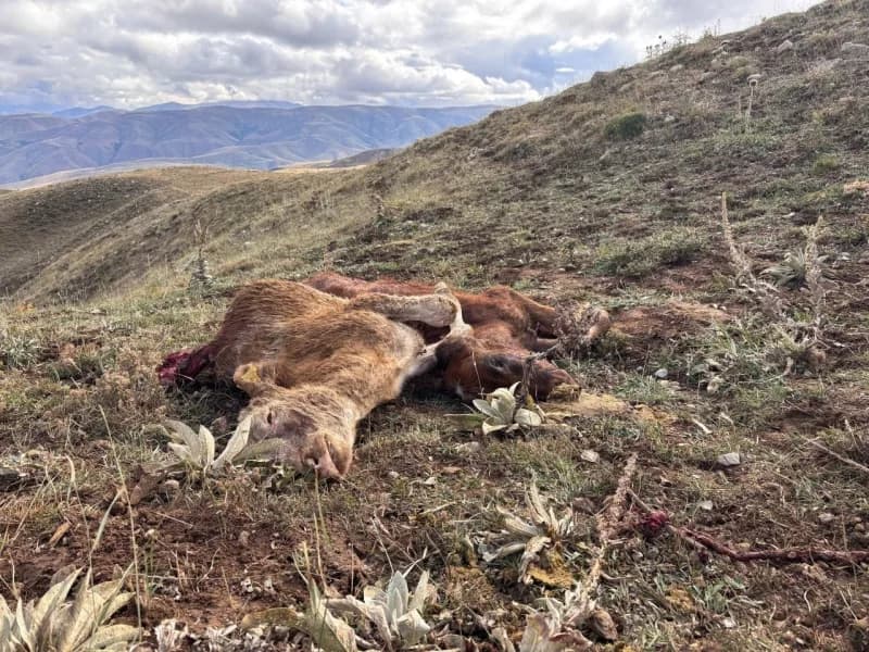 Erzincan’ın merkeze bağlı Koçyatağı köyünde merada otlayan büyükbaş hayvanlara ayının saldırması sonucu 2 buzağı telef o