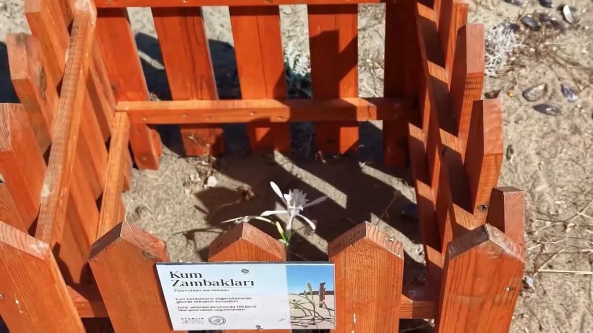 Ayvalık Badavut Sahili’nde kum zambaklarının çevresinde yerleştirilen ahşap koruma kafesleri
