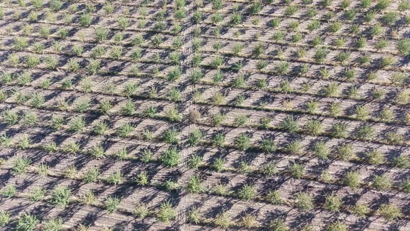 Elazığ’ın Ağın ilçesinde 9 yıl önce çorak bir arpa tarlasını kapama badem bahçesine dönüştüren Tekstil Mühendisi ve Öğre