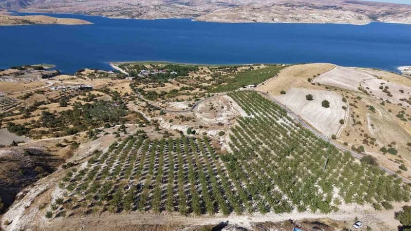 Elazığ’ın Ağın ilçesinde 9 yıl önce çorak bir arpa tarlasını kapama badem bahçesine dönüştüren Tekstil Mühendisi ve Öğre