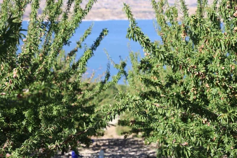 Elazığ’ın Ağın ilçesinde 9 yıl önce çorak bir arpa tarlasını kapama badem bahçesine dönüştüren Tekstil Mühendisi ve Öğre