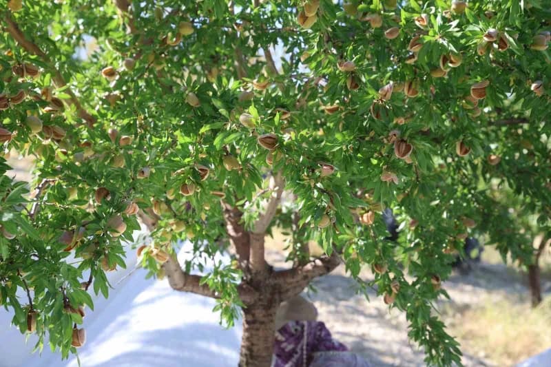 Elazığ’ın Ağın ilçesinde 9 yıl önce çorak bir arpa tarlasını kapama badem bahçesine dönüştüren Tekstil Mühendisi ve Öğre