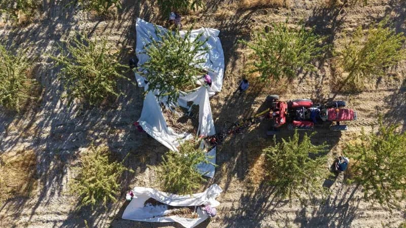 Elazığ’ın Ağın ilçesinde 9 yıl önce çorak bir arpa tarlasını kapama badem bahçesine dönüştüren Tekstil Mühendisi ve Öğre