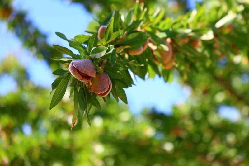 Elazığ’ın Ağın ilçesinde 9 yıl önce çorak bir arpa tarlasını kapama badem bahçesine dönüştüren Tekstil Mühendisi ve Öğre