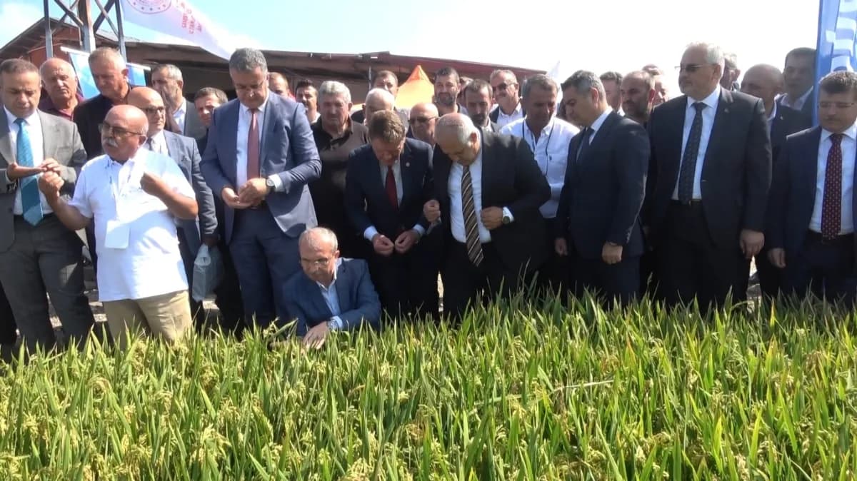 Bafra’da 13. Çeltik Hasat Şenliği’nde Türkiye’nin ilk çeltik ağası seçilen Osman Akbaş kasket ve yelek giyerken