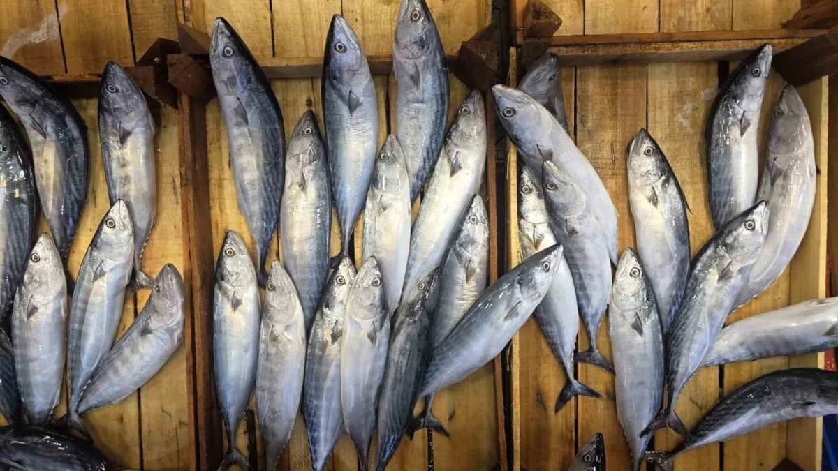 Bandırma’da Balık tezgâhlarında palamut bereketi