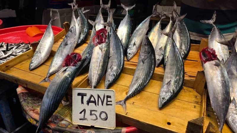 Bandırma’da Balık tezgâhlarında palamut bereketi