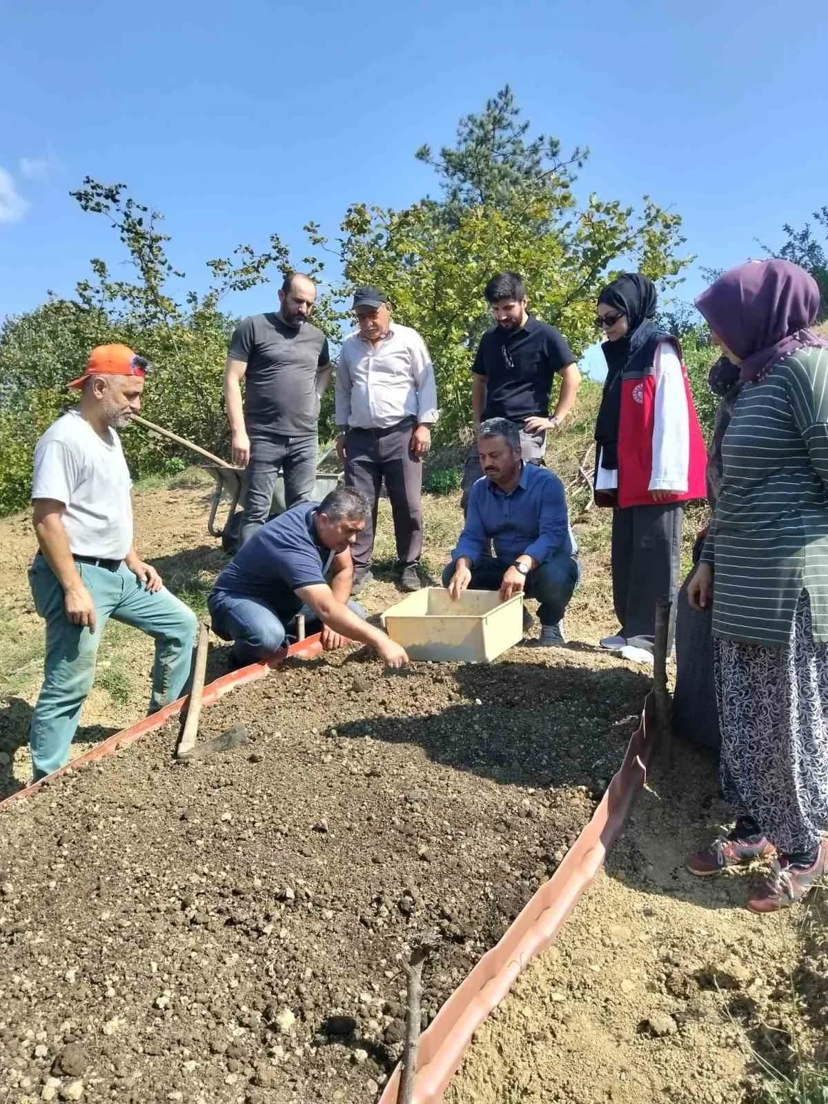 Bartın'ın Ulus ilçesi Kumluca beldesinde Salep dikimi gerçekleştirildi.
