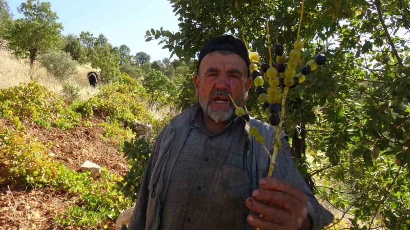 Gökçepınar köyünde kuru üzüm üretimi yapan vatandaşlardan Deham Demirtaş