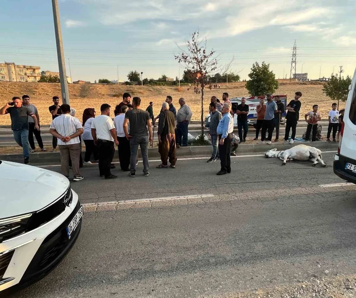 Batman Balpınar beldesinde hafif ticari aracın yola çıkan eşeğe çarpması sonucu meydana gelen kaza