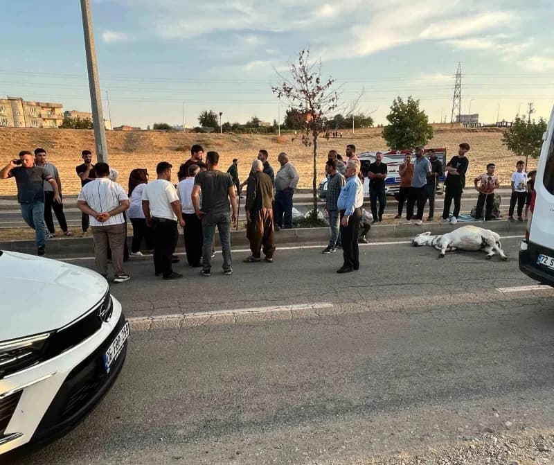 Batman Balpınar beldesinde hafif ticari aracın yola çıkan eşeğe çarpması sonucu meydana gelen kaza