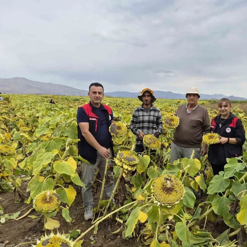 Bayburt Aydıntepe ilçesinde ayçiçeği tarlasında hasat öncesi inceleme yapan İlçe Tarım ve Orman Müdürlüğü ekipleri