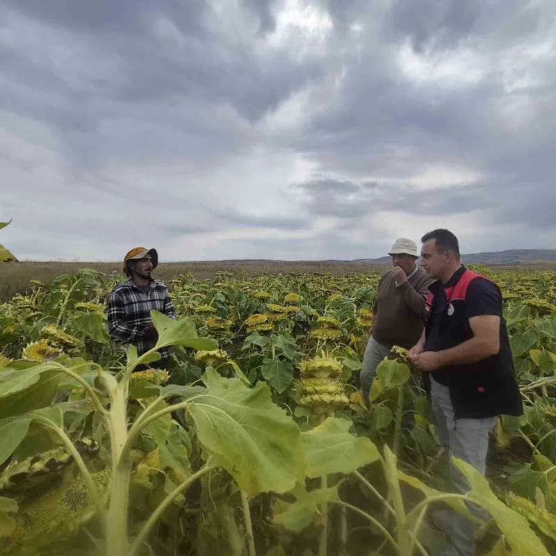 Aydıntepe’de ayçiçeği hasadı başladı