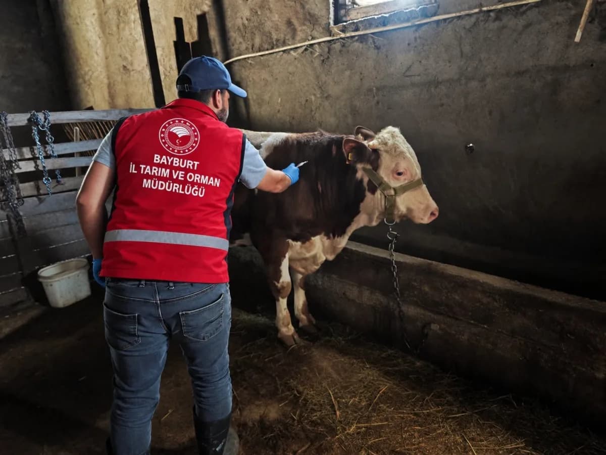 Bayburt’ta veteriner hekimler tarafından hayvanlara sonbahar dönemi aşı ve küpeleme işlemleri uygulanıyor