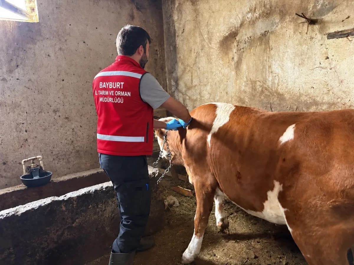 Bayburt’ta hayvanlara sonbahar dönemi aşı ve küpeleme çalışması yapılıyor