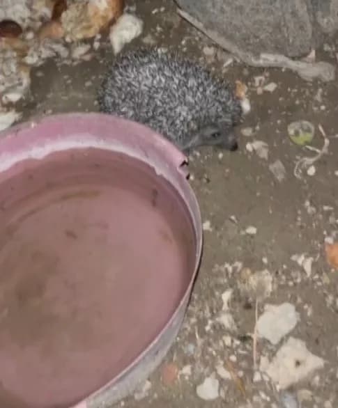 Bayburt Tuzcuzade Mahallesi’nde tavukların su kabından su içen kirpi ve tilki