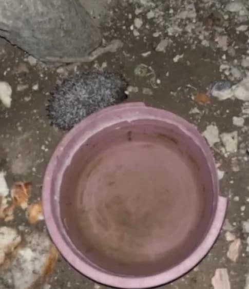 Bayburt'ta tavuklar için bırakılan suya önce tilki şimdi de kirpi dadandı