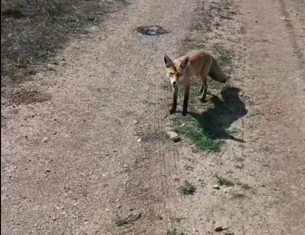 Bayburt Çayıryolu köyünde Fehim Okur’un evinin çevresinde yiyecek bekleyen ’Mazlum’ adlı tilki